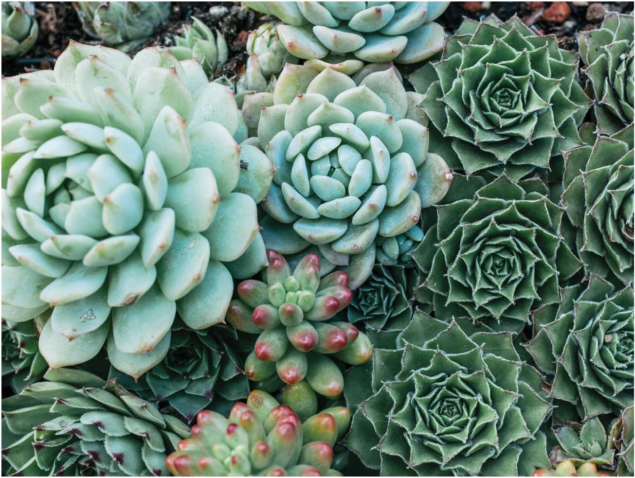 500 Piece Double Sided Succulent Garden