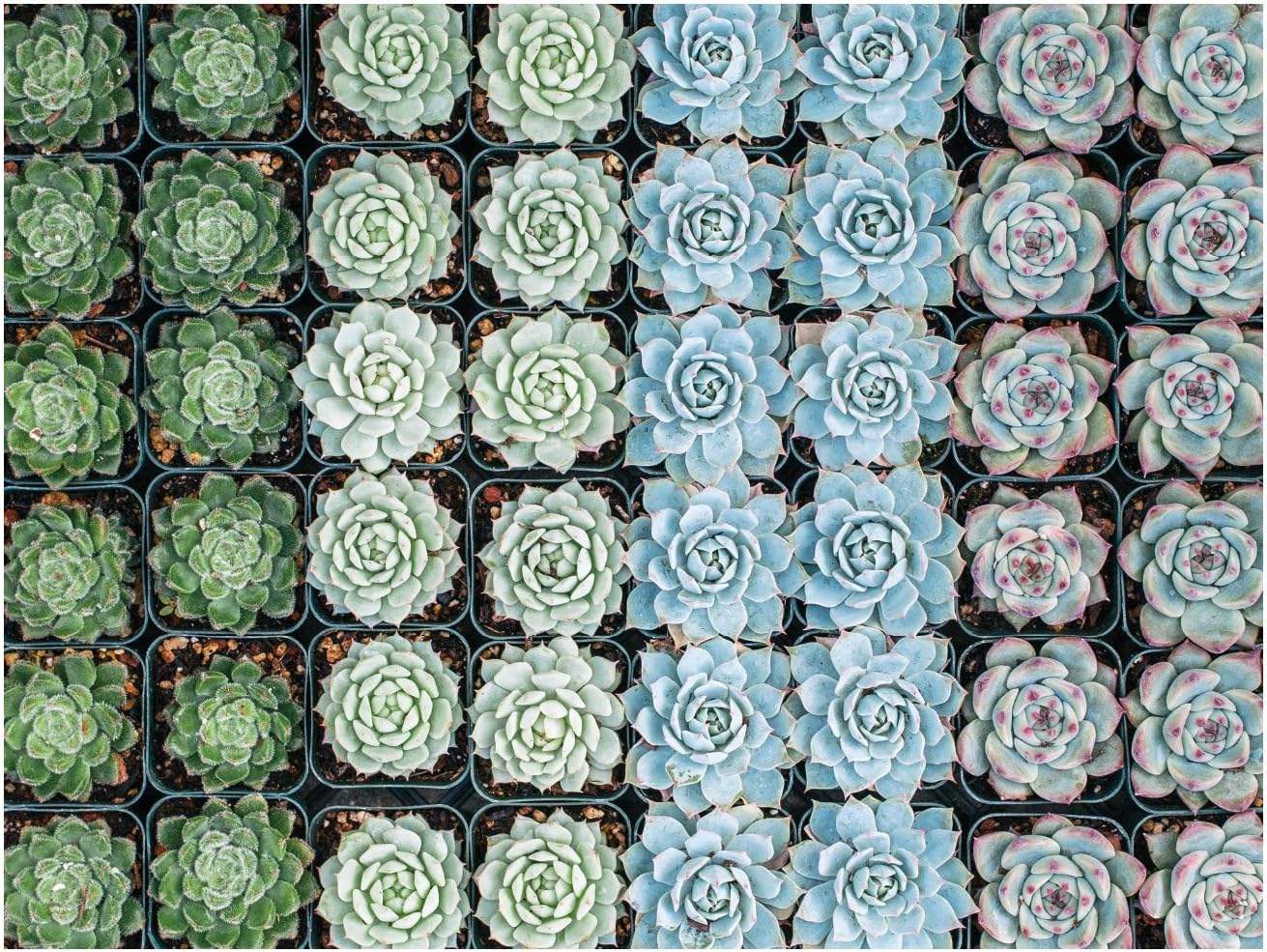 500 Piece Double Sided Succulent Garden