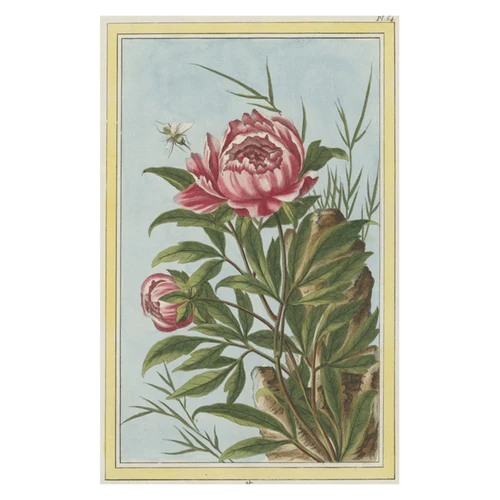 John Derian Post Cards