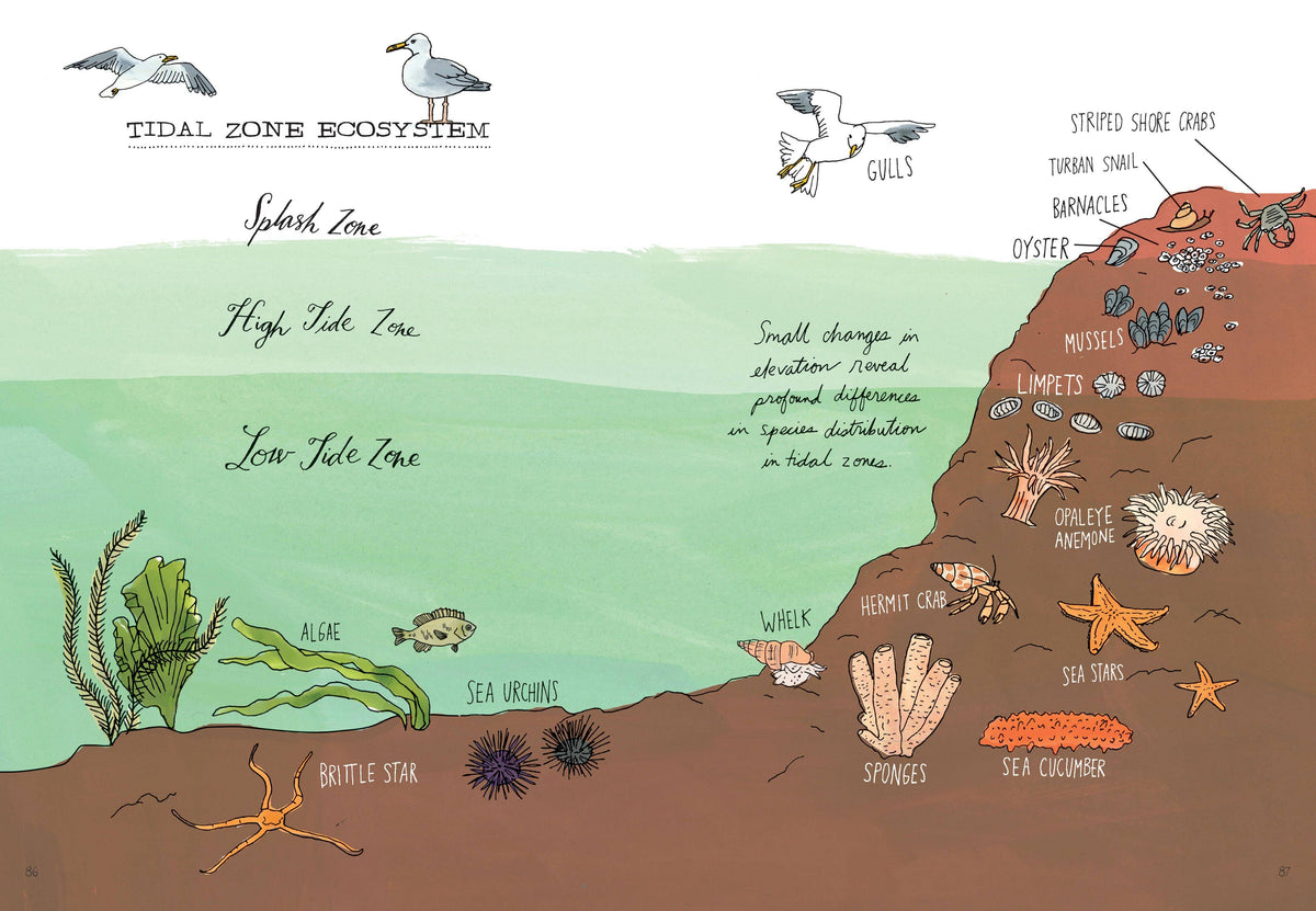 Ocean Anatomy: The Curious Parts & Pieces