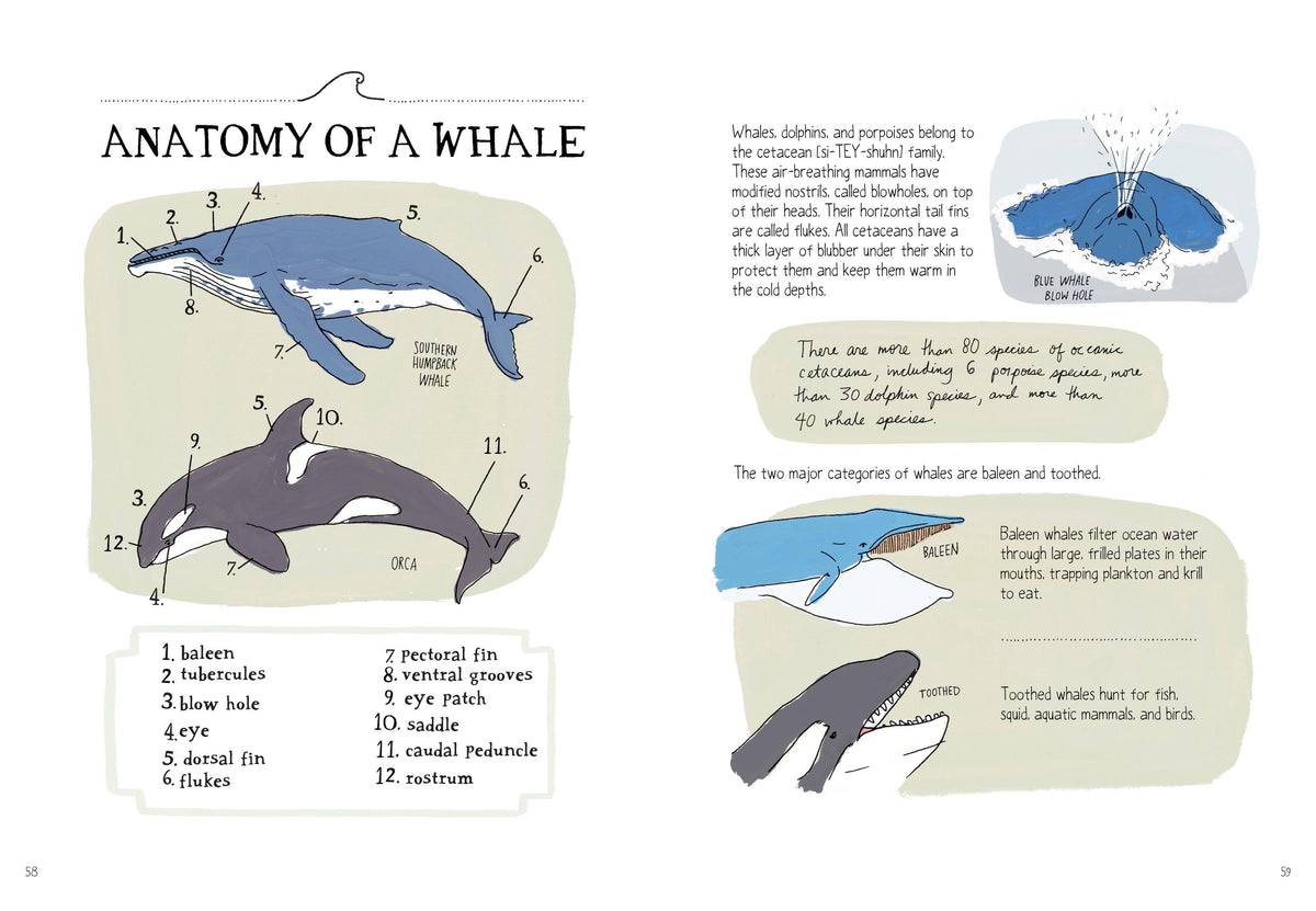 Ocean Anatomy: The Curious Parts & Pieces