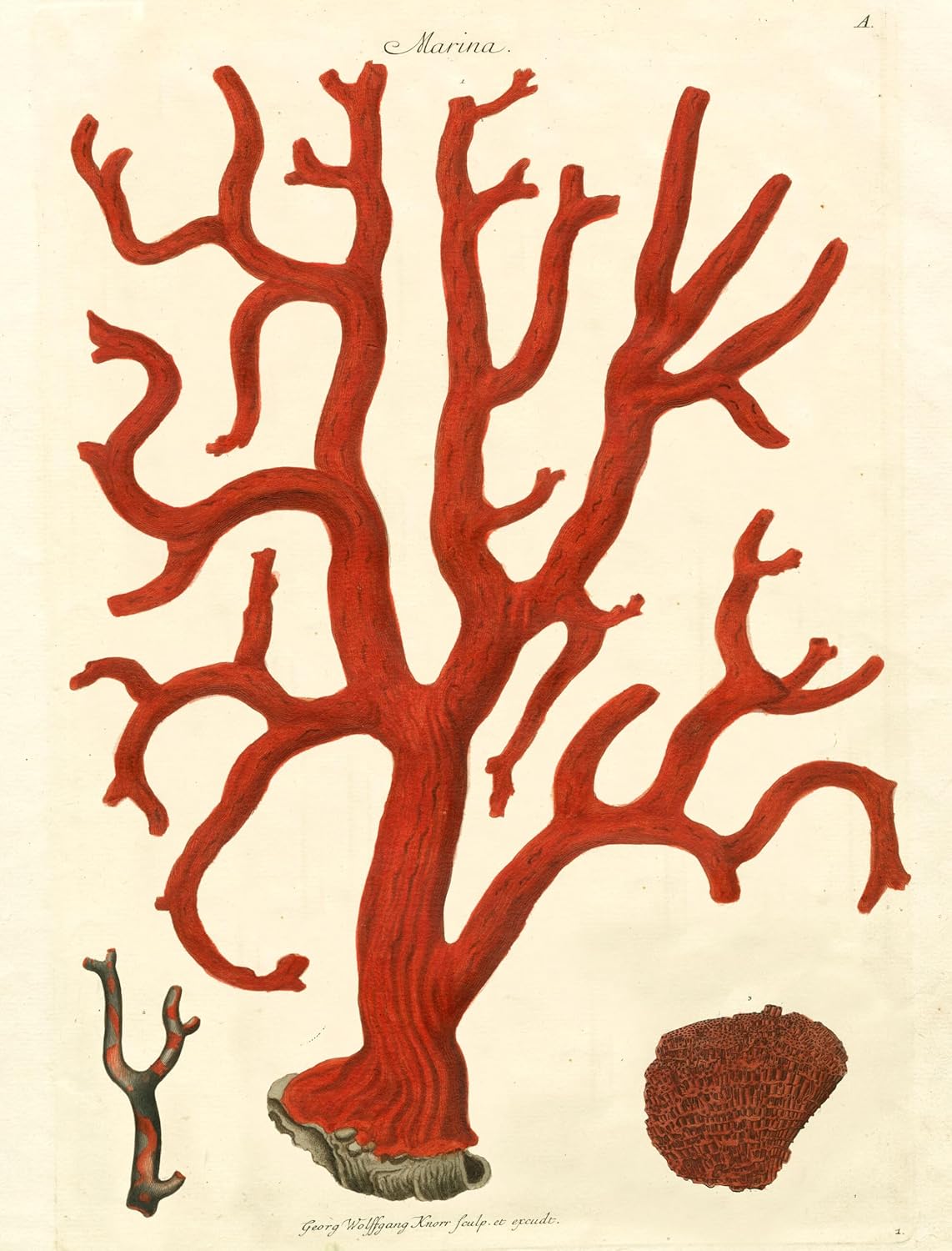 John Derian Paper Goods: Wrapping Paper & Gift Tags