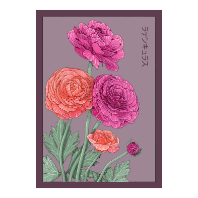 Shido Poster Ranunculus