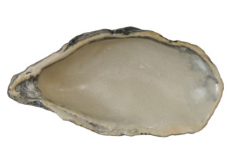 Oyster Shell Dish - 4 Colors
