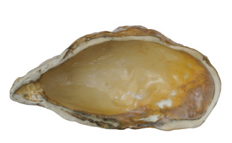 Oyster Shell Dish - 4 Colors