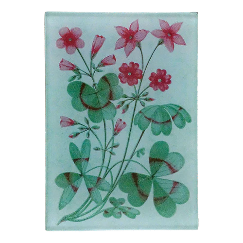 John Derian - Decoupage Rectangular Tray 3.5" x 5"
